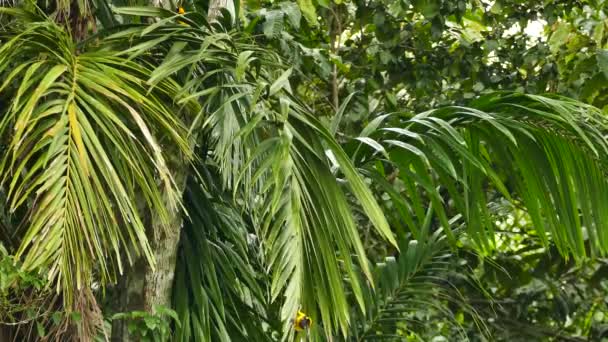 Palmiye Ağacının Uzun Yapraklarında Parlak Turuncu Bir Çift Oriole — Stok video