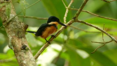 Yeşil-ve-Pasaklı Kingfisher bir dala tünedi ve çömeldi