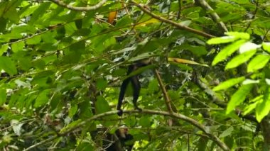 Yoğun ormanda bebekli bir grup maymun.