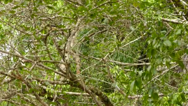 Μαύρο Chested Jay Κρυμμένο Πυκνό Δέντρο Φύλλων Φωτεινή Αλλά Συννεφιασμένη — Αρχείο Βίντεο