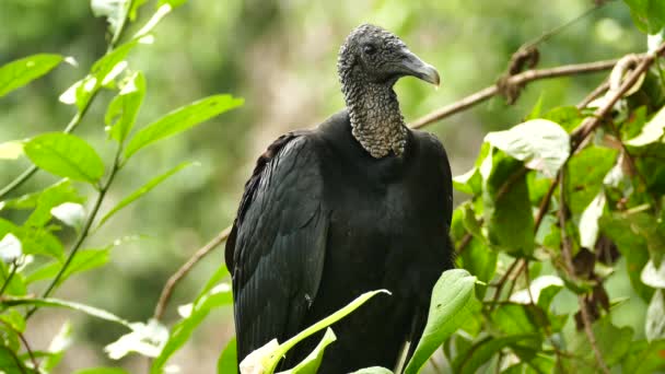 Detailní Záběr Black Vulture Coragyps Atratus Spínací Stranou Větvi — Stock video