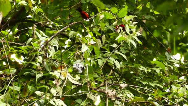 Pair Crimson Backed Tanager Ramphocelus Dimidiatus — стокове відео