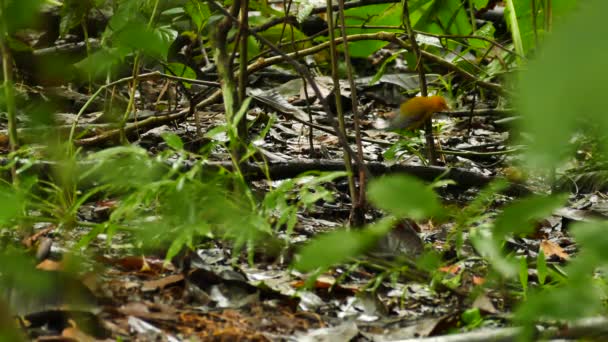 Prothonotary Warbler Protonotaria Citrea Hopend Lage Niveau Takken — Stockvideo