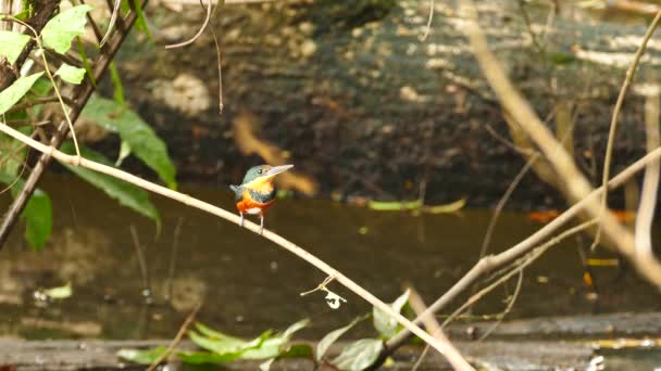 Green Rufous Kingfisher Chloroceryle Inda Perched Pond — Stock Video