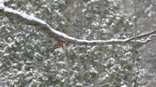 Barred Owl试图在雪地里打猎时被摄像头拍到的追踪镜头 — 图库视频影像