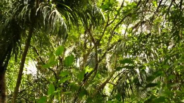 İki maymun ormanda dallarla ve lianayla geziyor.