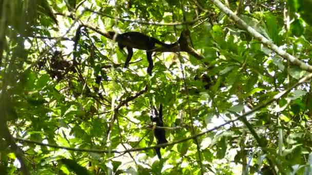 Singes pendaison de de grande branche d'arbre gratter paresseux 