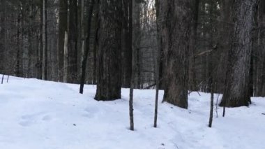 Başka bir sincap ile oynamak için ağaca tırmanmadan önce karda koşan sincap.