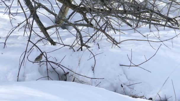 Ave Depiladora Cedro Voando Pequena Fenda Feita Neve — Vídeo de Stock