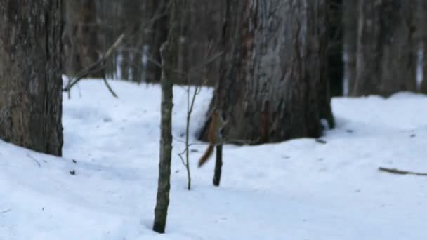 Energiereiche Eichhörnchen Springen Und Laufen Bäume Winter Mit Schnee — Stockvideo