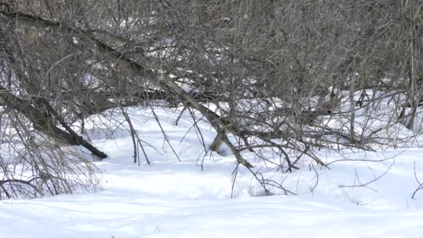 北米の地面に積もった雪の上を飛ぶ鳥 — ストック動画