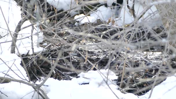Camouflaged Birds Flying Water Stream Surrounded Snow — Stock Video