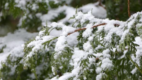 Lekkie Opady Śniegu Płatkami Śniegu Spadającymi Gałęzie Cedrowe Nagromadzeniem — Wideo stockowe