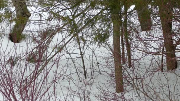 Przedłużone Minutę Ujęcie Ptaka Skaczącego Śnieżnej Ziemi Między Krzewami — Wideo stockowe