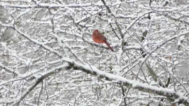 Kışın Kuzey Kardinal Kuşu Nun Kar Altında Havalanırken Net Bir — Stok video