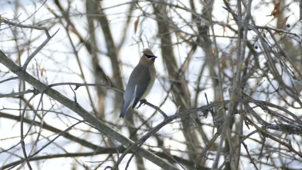 Bellissimo Cedro Ceretta Uccello Nordamericano Inverno Volando — Video Stock