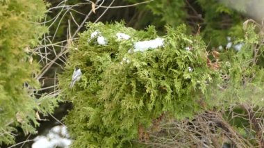 Civciv kuş tünemiş ve üzerinde kar olan sedir dalından uzağa uçmuş.