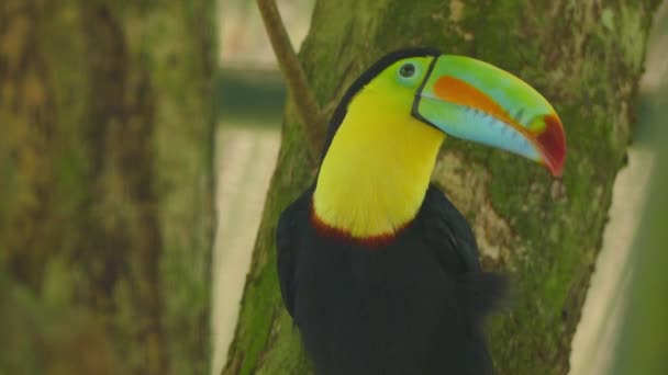 Toucan grooming with large beak while perched on a branch close shot