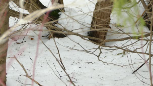 Pássaro Junco Olhos Escuros Canadá Pisando Chão Nevado Inverno — Vídeo de Stock