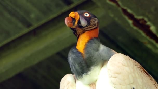 Closeup King Vulture Body While Perched Flies Its Feathers — Stock Video