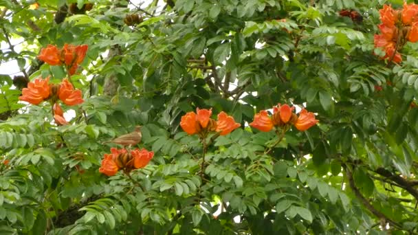 Bird Perched Bright Orange Flower Atop Tropical Green Tree — Stock Video