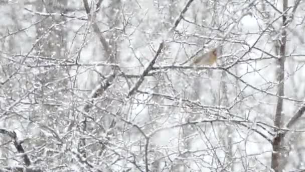 雪重重地落在树上 北方的雌红衣主教飞走了 — 图库视频影像