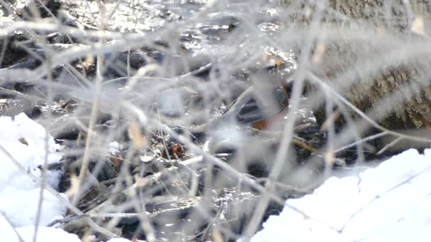 Robin Amerika Berdiri Dekat Aliran Air Musim Dingin Dengan Salju — Stok Video