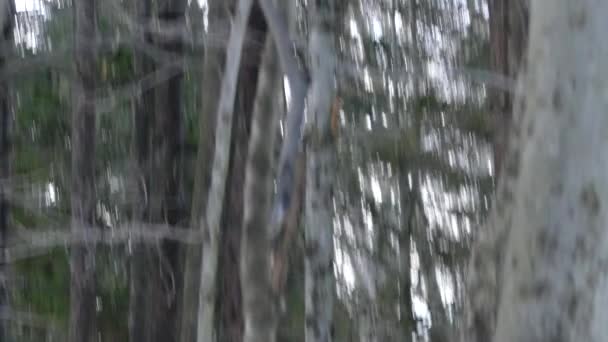 Білки Бігають Один Одним Грайливо Дереві Лісі — стокове відео