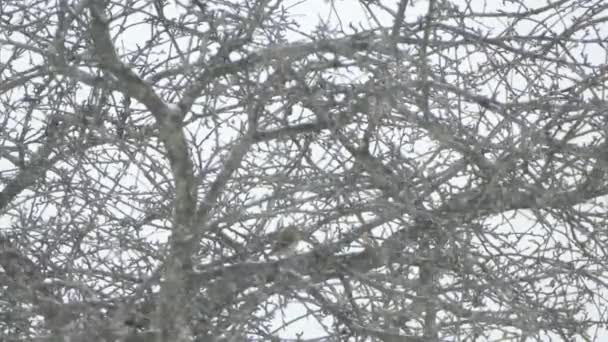 Сильный Снегопад Переднем Плане Дерева Одной Птицей Вьюрком Внутри — стоковое видео