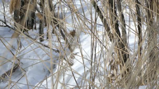 Pájaro Carpintero Buscando Comida Ramitas Secas Invierno Con Nieve — Vídeo de stock