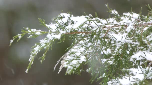 Mooie Sneeuwval Ceder Tak Gezien Wazige Achtergrond Het Wild — Stockvideo