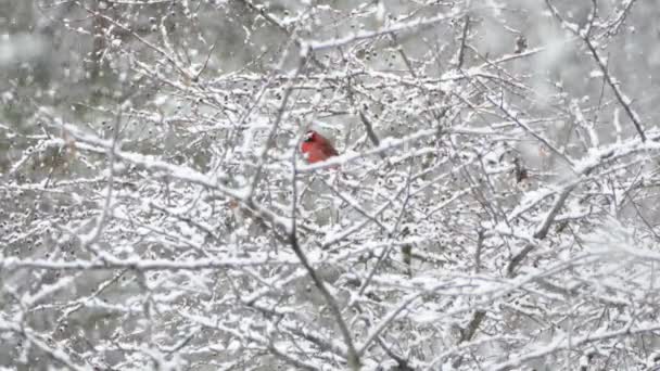 Heldere Rode Vogel Contrast Met Sneeuw Winter Hop Naar Een — Stockvideo