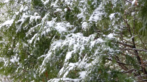 Pretty Light Snow Falling Pine Cedar Branches North America — Stock Video