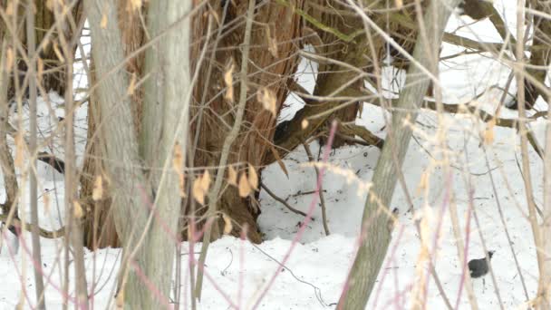 Junco Kuşu Yerde Biriken Karların Üzerinde Zıplıyordu — Stok video
