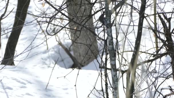 Ceder Waxwing Vliegen Uit Een Tak Bekeken Besneeuwde Achtergrond — Stockvideo