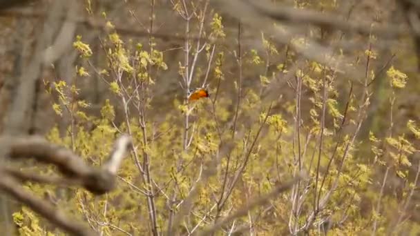 春の木の上のオリオールは糸で遊ぶために孵化した枝の中を飛ぶ — ストック動画