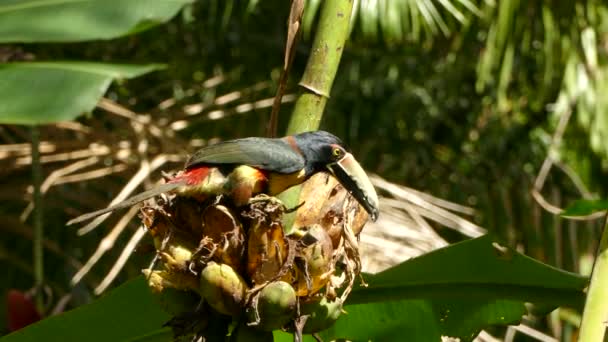 Bővített Felvétel Gyönyörű Galléros Aracari Toucan Etetés Dzsungelben — Stock videók