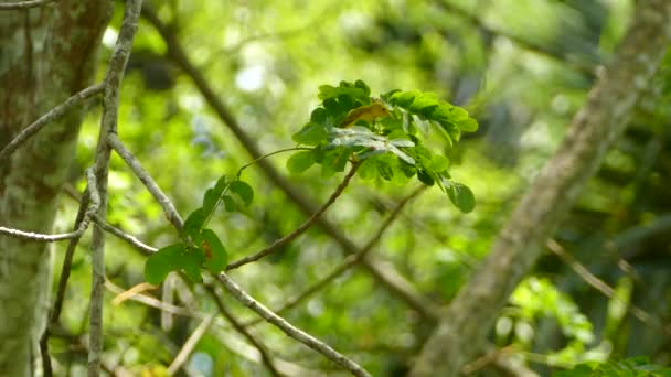 Bulanık Orman Arka Planıyla Güzel Doğal Bir Düzende Uçan Minik — Stok video