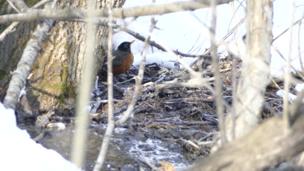Americano Robin Pájaro Beber Agua Esporádicamente Invierno Nevado Corriente — Vídeos de Stock