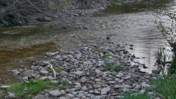 岩盤のある浅い川には海鳥が歩いている — ストック動画