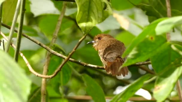 Puffbird Djungeln Med Mjukt Solljus Lyfter Och Flyger Grenen — Stockvideo