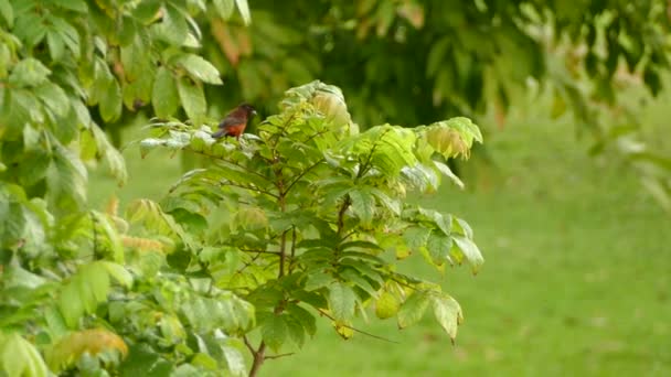 Double Shot Dark Red Bird Hopping Tree Grassy Background — Stock Video