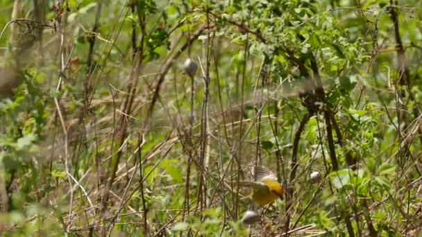 Burung Yang Indah Latar Belakang Alam — Stok Video