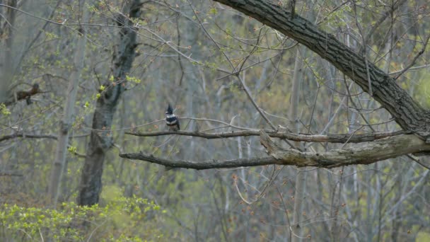 Beautiful Nature Scene Spring Forest Kingfisher Turning — Stock Video