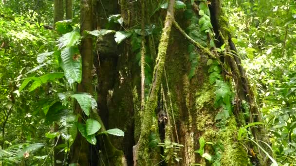 Dicht Bewachsener Baum Unterschiedlicher Vegetation Beim Kippen Gefilmt — Stockvideo