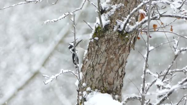 Specht Vogel Guckt Kopf Aus Baumstamm Während Hübscher Schnee Fällt — Stockvideo