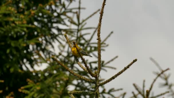 Vue détaillée de la paruline à ailes bleues grimpant sur une branche de pin 