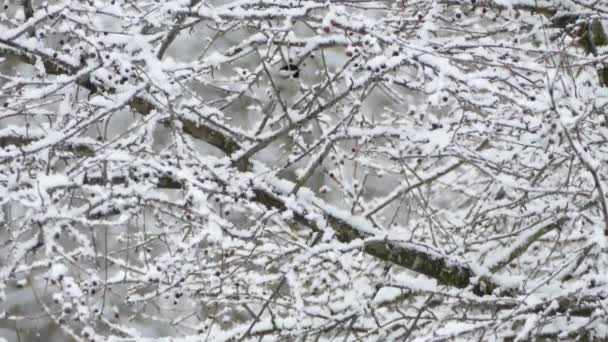 Pássaro Voando Para Longe Direção Câmera Inverno Com Neve Caindo — Vídeo de Stock