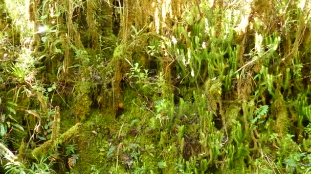 Low Level Vegetation Seen While Camera Doing Slow Pan Shot — Stock Video