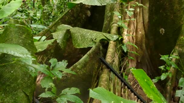 Slow Sideway Smooth Panning Shot Huge Tree Roots Tropical Rainforest — Stock Video